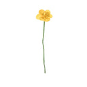 Narciso Amarillo