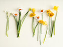 Narciso Amarillo