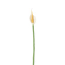 Anturio Blanco