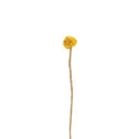 Cardo De Sol