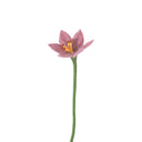 Lirio Rosa