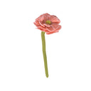 Peonia Pequeña